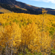 Utah’s aspen grove. Image: Wikimedia Commons
